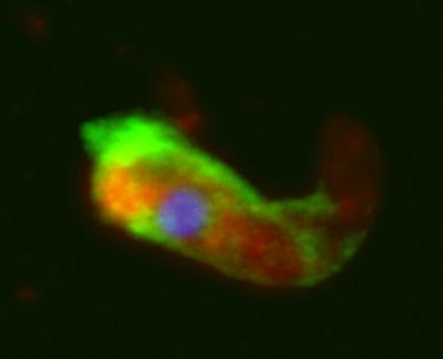 The Regulators of Mosquito Responses (3 of 4)