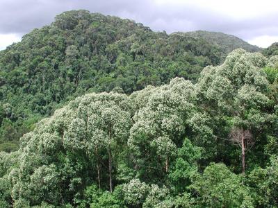 Shorea Trapezifolia
