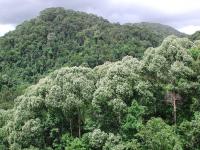 Shorea Trapezifolia