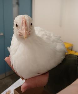 Gentle human interactions trigger positive emotions in chicks