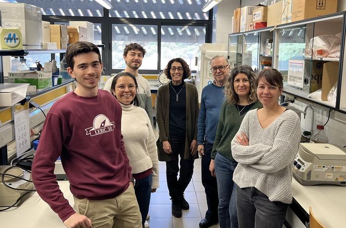 Researchers discover how an anti-obesity drug improves metabolism beyond weight loss