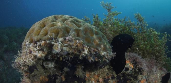 Corals in Brazilian archipelago capture carbon equivalent to the burning of 324,000 liters of gasoline per year