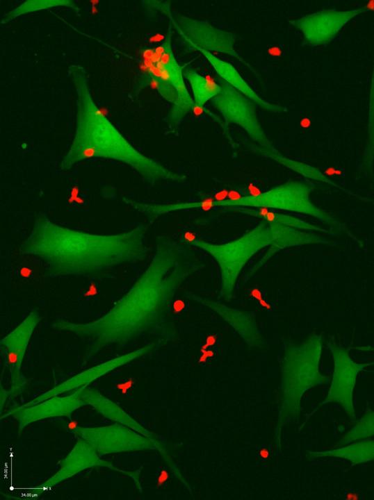 T Cells