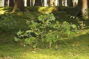 Four-year-old beech trees of varying heights. Their position in the size hierarchy remained largely unchanged for many years.