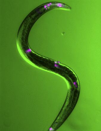 Vav-1 Expression in a Worm
