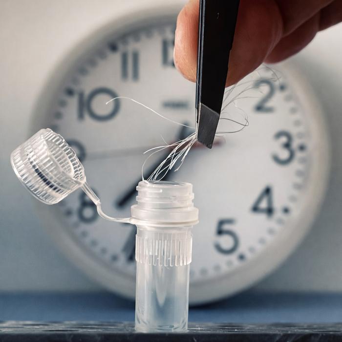 Hair-based test to determine the internal clock © Charité | Bert Maier