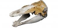 The Hybrid Skull