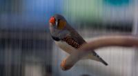 Single Zebra Finch