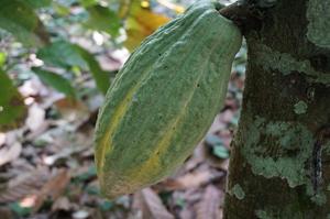 Cocoa fruit