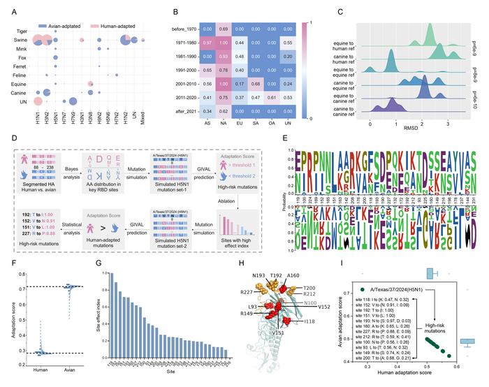 Fig. 3. Prediction and inference of human-adapted H3N8 and H5N1 IAVs based on HA RBD