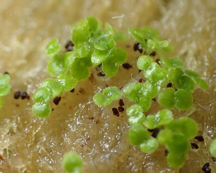 Suetsugu Crickets Seedling