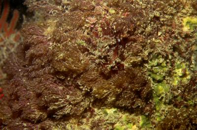 <i>Bugula neritina</i> 3 (of 3)