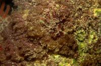 <i>Bugula neritina</i> 3 (of 3)