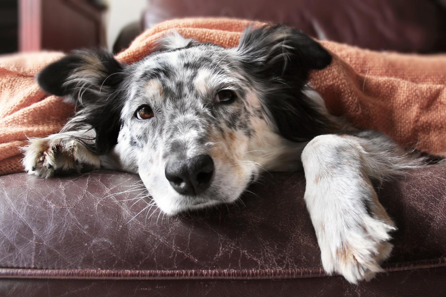 Scientists Develop New Flu Vaccines for Man's Best Friend