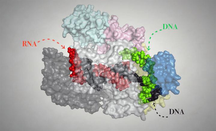 A New Molecular Scissors Act Like a GPS to Improve Genome Editing
