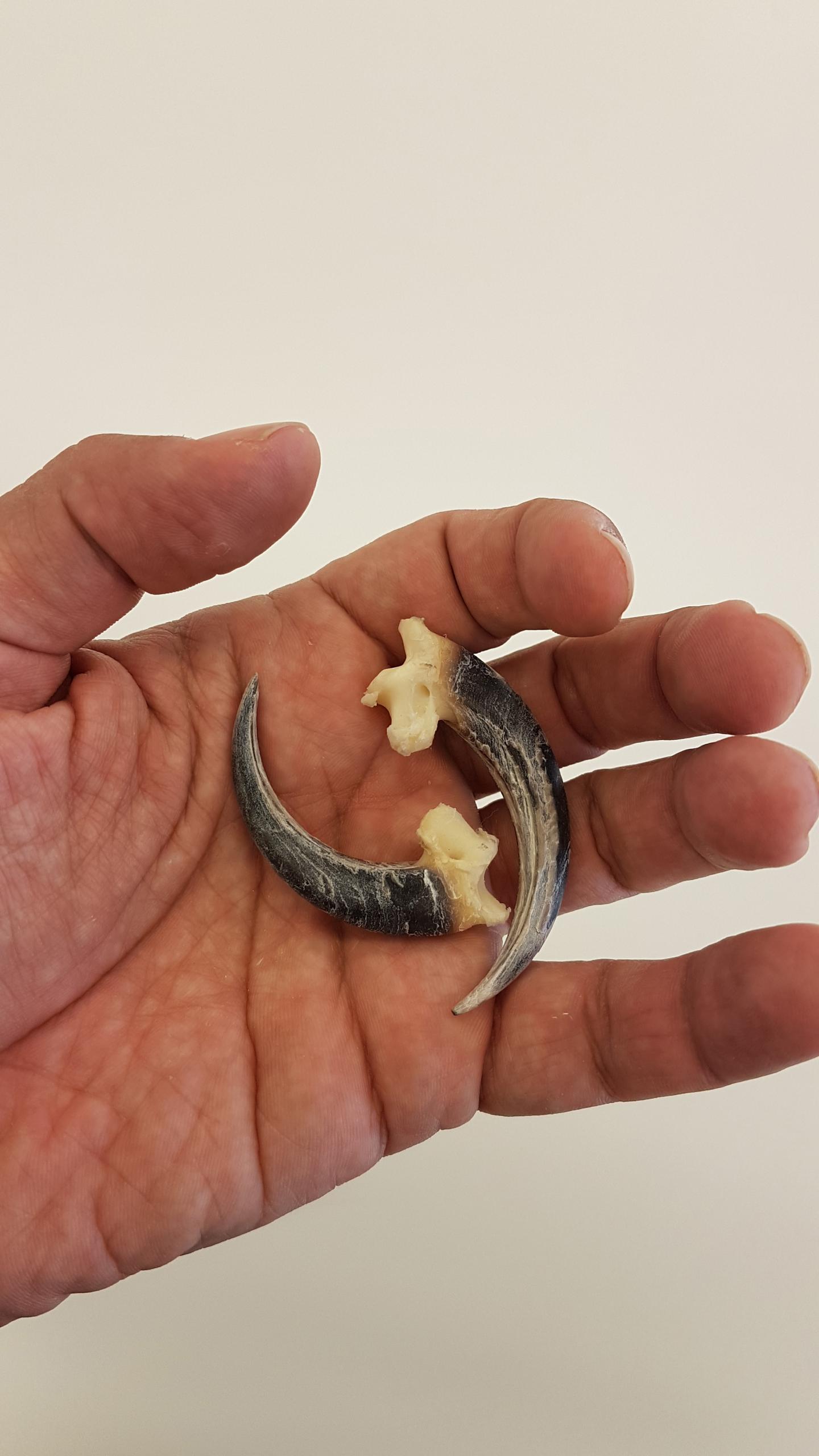 New Evidence of Symbolic Use of Eagle Talons by Neanderthals (4 of 6)