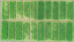 Flooded rice tolerance to fluridone
