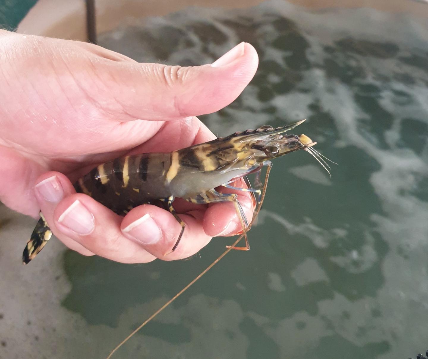 Tiger Prawn