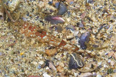 New Species of Fish in Sweden