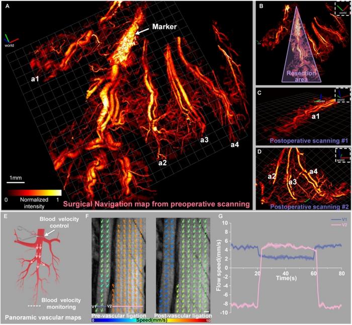 Figure 3 | Imaging verification of partial gastrectomy in rats.