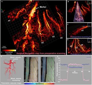 Figure 3 | Imaging verification of partial gastrectomy in rats.