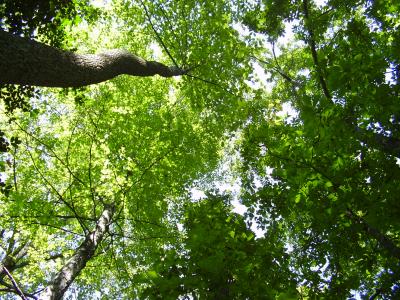 Forest Canopy