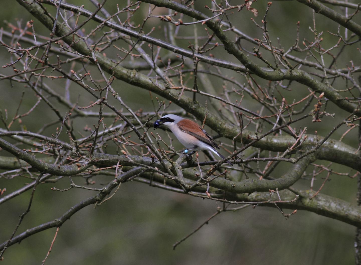Red-backed Shrike