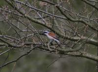 Red-backed Shrike