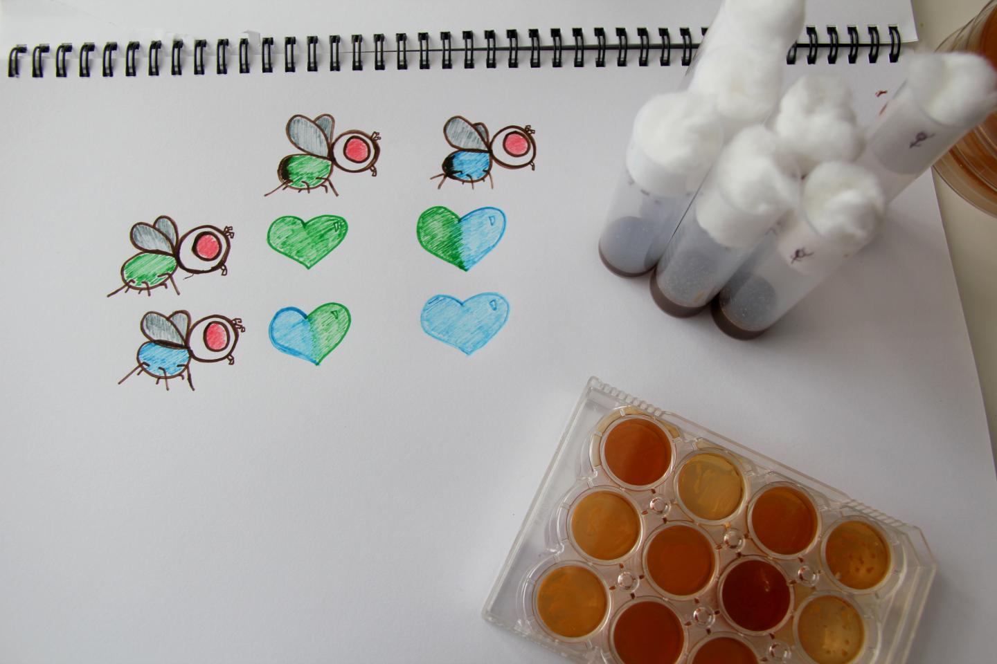Fruit Flies and Gut Bacteria with Illustration