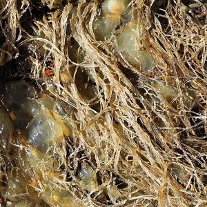 Spaghetti bryozoan