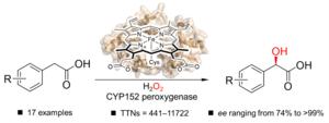 CYP152 peroxygenases open a green pathway to chiral molecules