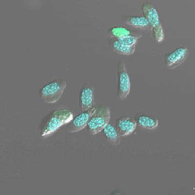 Blood Cells from the Crayfish