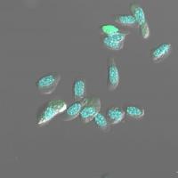 Blood Cells from the Crayfish