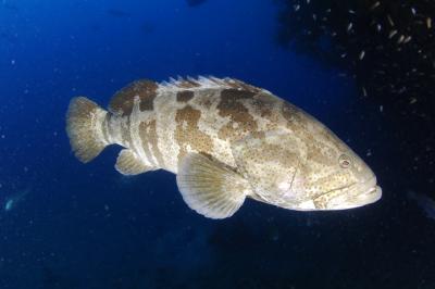Orange-Spotted Grouper