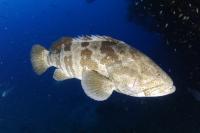 Orange-Spotted Grouper