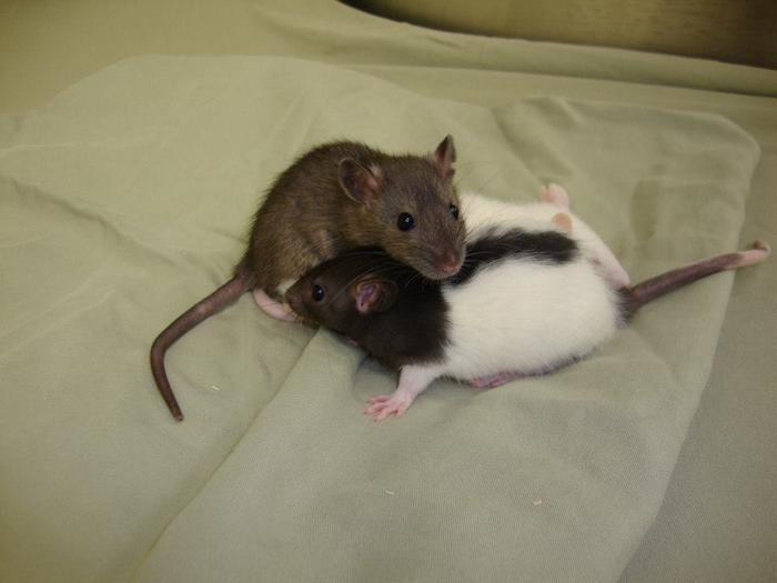 Socially-interacting rats