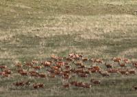 Mongolian Gazelles (2 of 2)
