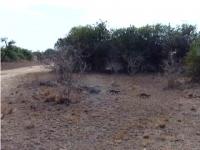 Mongooses Mating