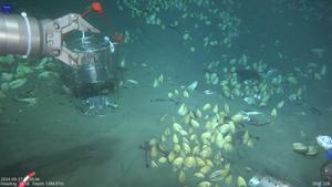 Researchers conduct deep-sea in situ transplant experiments of Archivesica marissinica at site HM-2