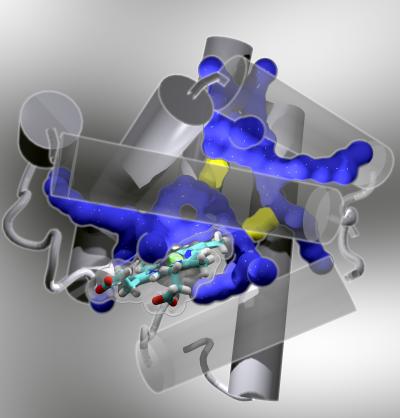 Dynamic Pathways for Ligand Migration