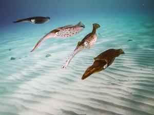 Squid