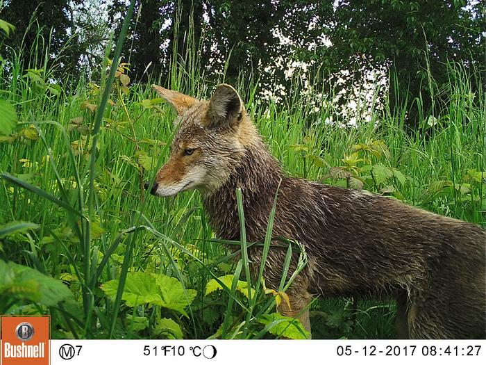 Coyote in tall grass