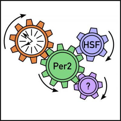 System-driven Circadian Gene Expression