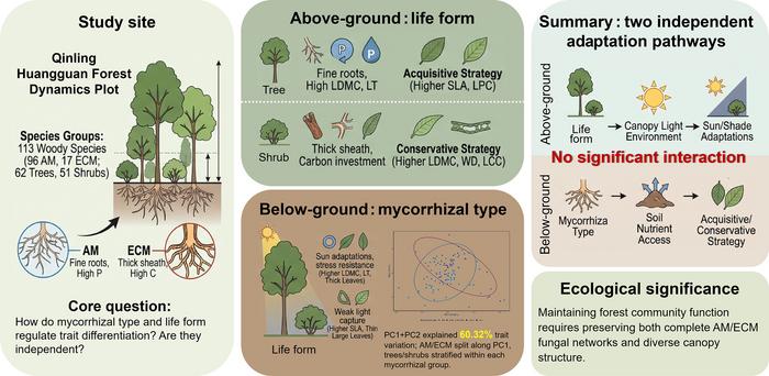 Graphical Abstract