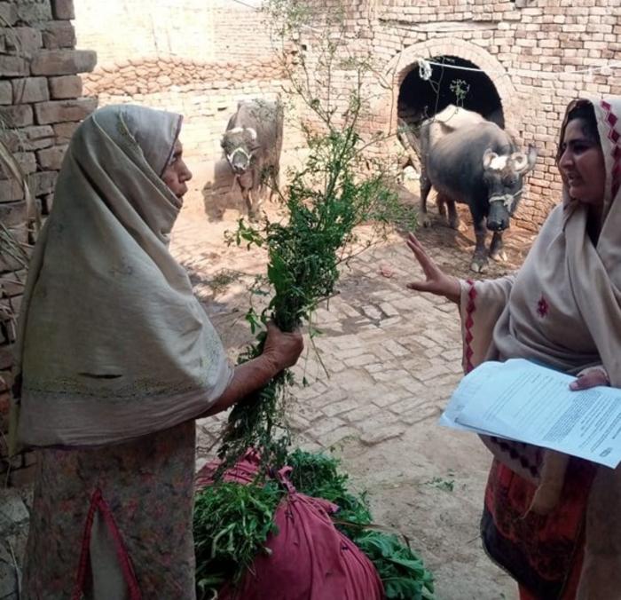 A woman farmer feeding parthenium to her livestock
