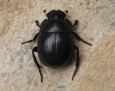 <i>G. perissinottoi</i>