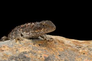 Rankinia diemensis, Mountain Dragon (Grampians National Park 2012). Photographer: David Paul. Source: Museums Victoria