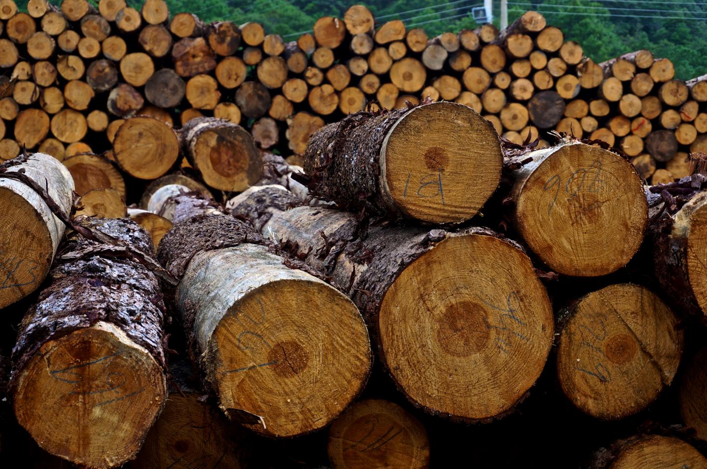 Logs