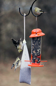American Goldfinch