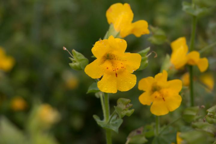 Shetland Monkeyflower (2 of 2)